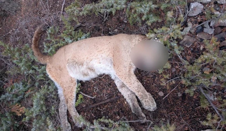 CPW Seeks Leads in Illegal Killing of Tagged Mountain Lion in Gunnison County, Colorado