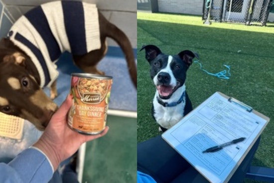 Dallas Animal Services Celebrates the Season with Festive Events and Volunteer Opportunities