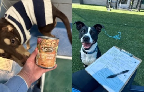 Dallas Animal Services Celebrates the Season with Festive Events and Volunteer Opportunities