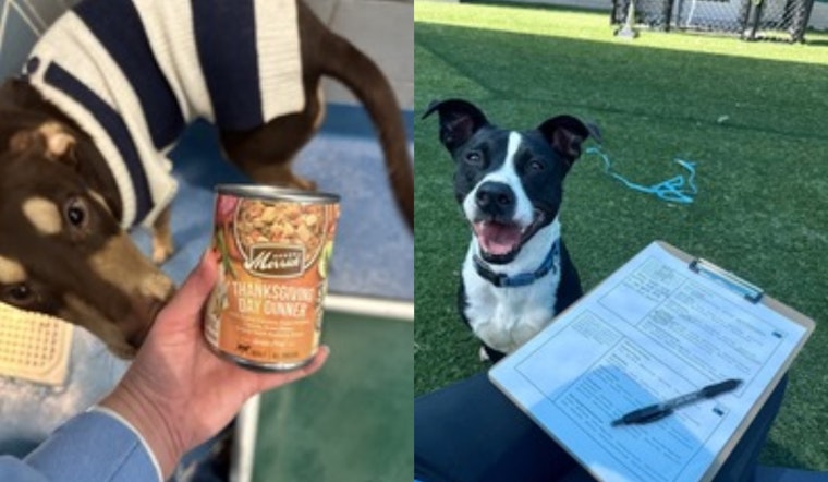 Dallas Animal Services Celebrates the Season with Festive Events and Volunteer Opportunities