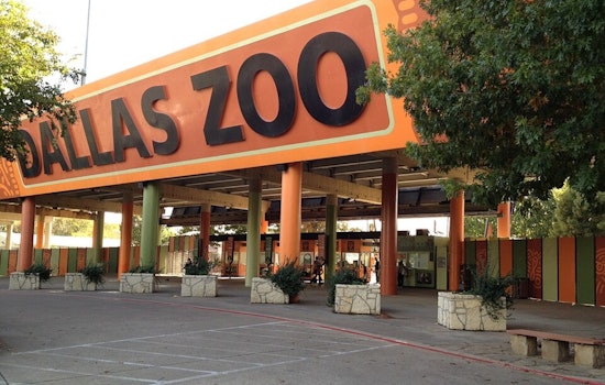 Dallas Zoo's Viral 'Breakdancing' Gorilla Zola Dead At 23