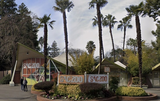Dan Simon Takes the Reins as New CEO of Sacramento Zoo with Plans for Expansion and Evolution