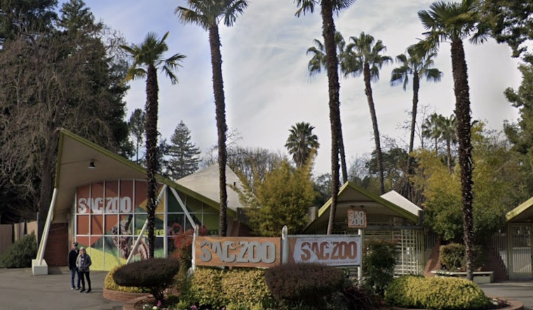 Dan Simon Takes the Reins as New CEO of Sacramento Zoo with Plans for Expansion and Evolution