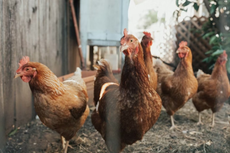Deadly Bird Flu Upheaval, Grays Harbor Resident Succumbs to First-Ever H5N5 Infection amidst Low Public Risk Assurances