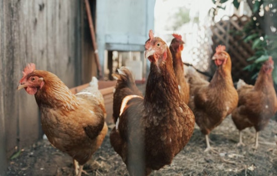 Deadly Bird Flu Upheaval, Grays Harbor Resident Succumbs to First-Ever H5N5 Infection amidst Low Public Risk Assurances