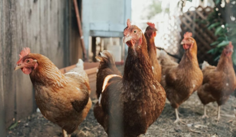 Deadly Bird Flu Upheaval, Grays Harbor Resident Succumbs to First-Ever H5N5 Infection amidst Low Public Risk Assurances