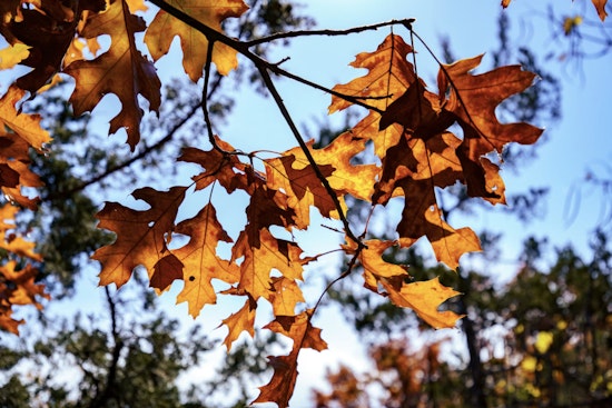Delightful Autumn Weather Awaits Tampa Residents with Mild Temperatures and Plenty of Sunshine