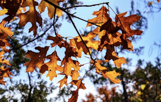 Delightful Autumn Weather Awaits Tampa Residents with Mild Temperatures and Plenty of Sunshine