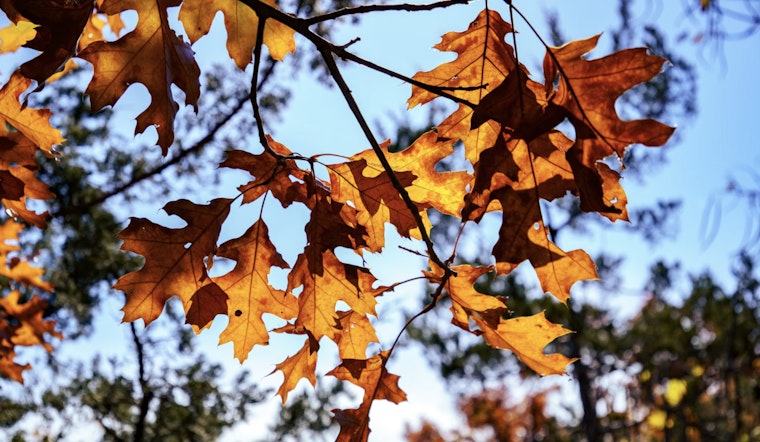 Delightful Autumn Weather Awaits Tampa Residents with Mild Temperatures and Plenty of Sunshine