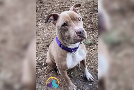 Denver Police Department Advocates for Adoption of Pit Bull Terrier Mocha Amid Breed-Specific Hurdles