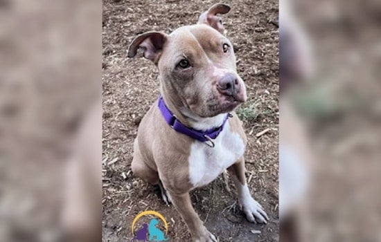 Denver Police Department Advocates for Adoption of Pit Bull Terrier Mocha Amid Breed-Specific Hurdles