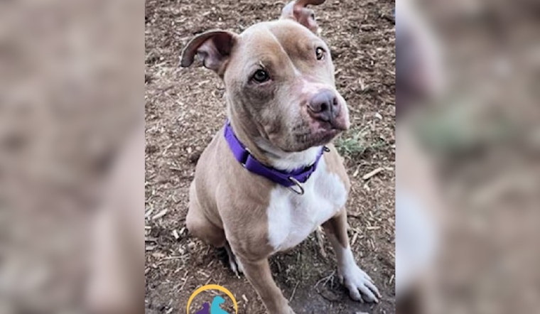 Denver Police Department Advocates for Adoption of Pit Bull Terrier Mocha Amid Breed-Specific Hurdles