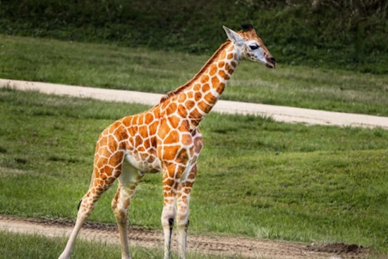Detroit Welcomes New Baby Giraffe, Zoo Highlights Conservation Amid Celebration