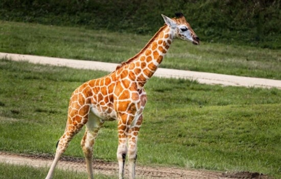Detroit Welcomes New Baby Giraffe, Zoo Highlights Conservation Amid Celebration
