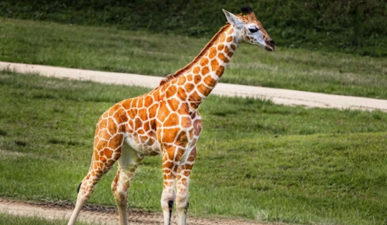 Detroit Welcomes New Baby Giraffe, Zoo Highlights Conservation Amid Celebration