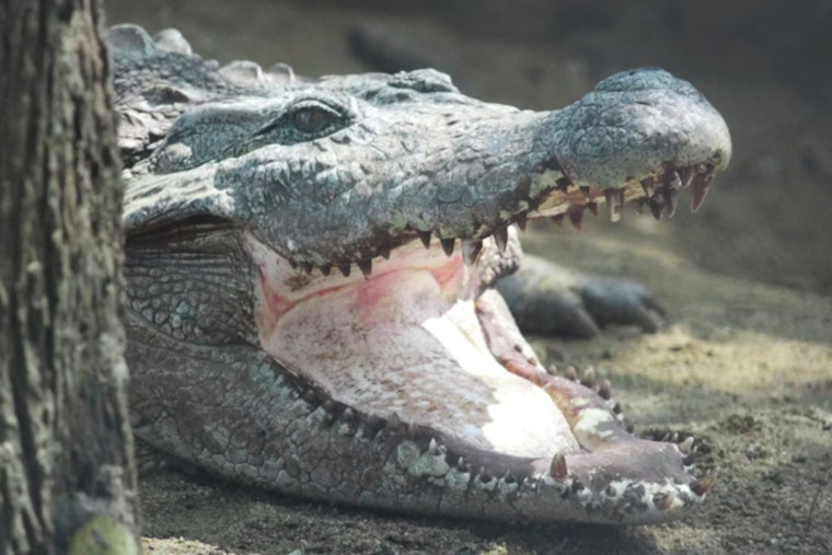 Detroit Woman Finds Six-Foot Alligator in Deceased Son's Bedroom, Highlights Risks of Exotic Pets