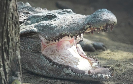 Detroit Woman Finds Six-Foot Alligator in Deceased Son's Bedroom, Highlights Risks of Exotic Pets