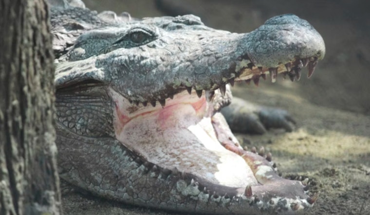 Detroit Woman Finds Six-Foot Alligator in Deceased Son's Bedroom, Highlights Risks of Exotic Pets