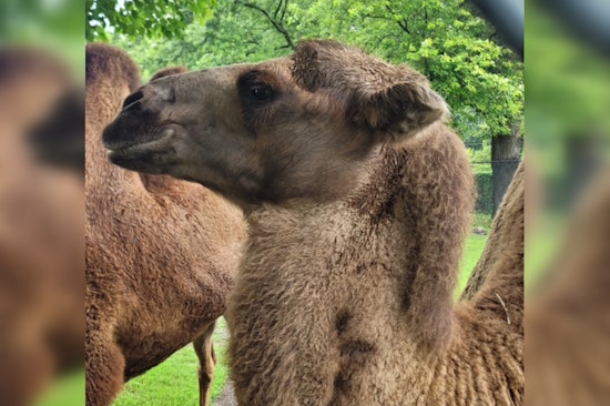 Detroit Zoo Mourns the Loss of Beloved Bactrian Camel Tula After Battle with Degenerative Condition