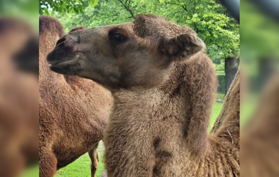 Detroit Zoo Mourns the Loss of Beloved Bactrian Camel Tula After Battle with Degenerative Condition