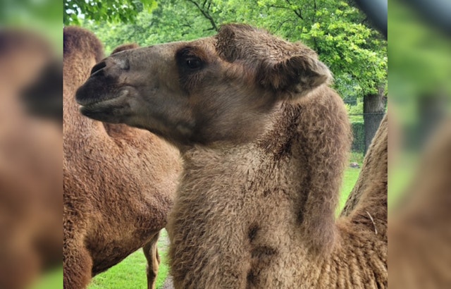 Detroit Zoo Mourns the Loss of Beloved Bactrian Camel Tula After Battle with Degenerative Condition