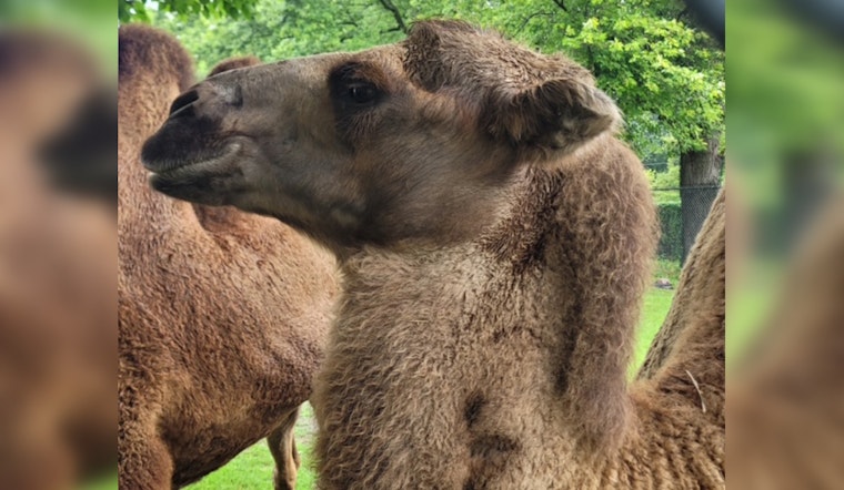 Detroit Zoo Mourns the Loss of Beloved Bactrian Camel Tula After Battle with Degenerative Condition
