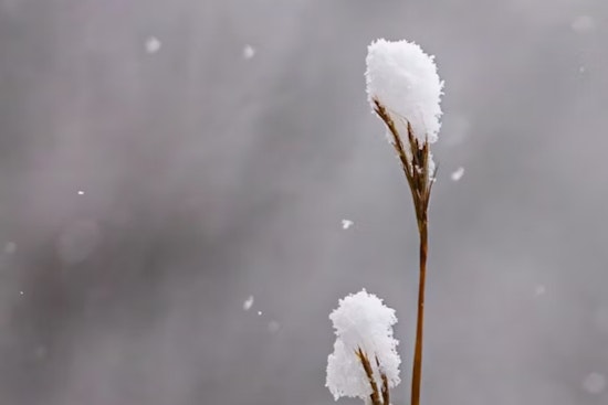 Detroit's Veterans Day Snow Forecast Followed by Week of Changing Weather Conditions