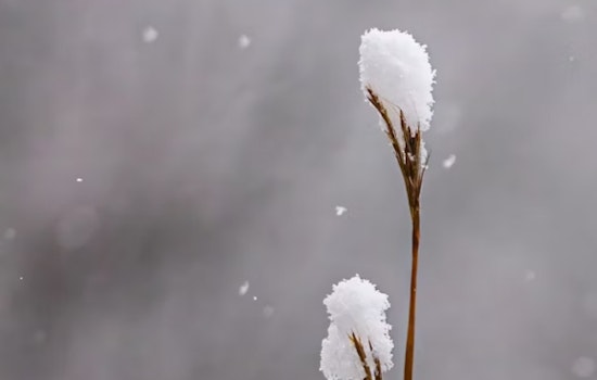 Detroit's Veterans Day Snow Forecast Followed by Week of Changing Weather Conditions