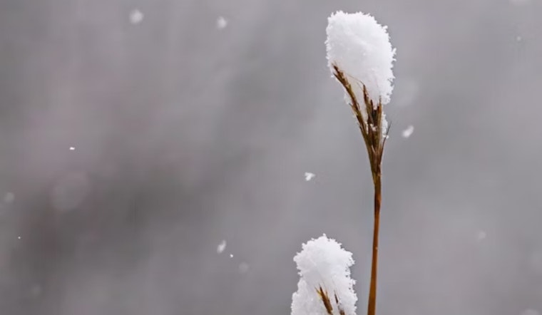 Detroit's Veterans Day Snow Forecast Followed by Week of Changing Weather Conditions