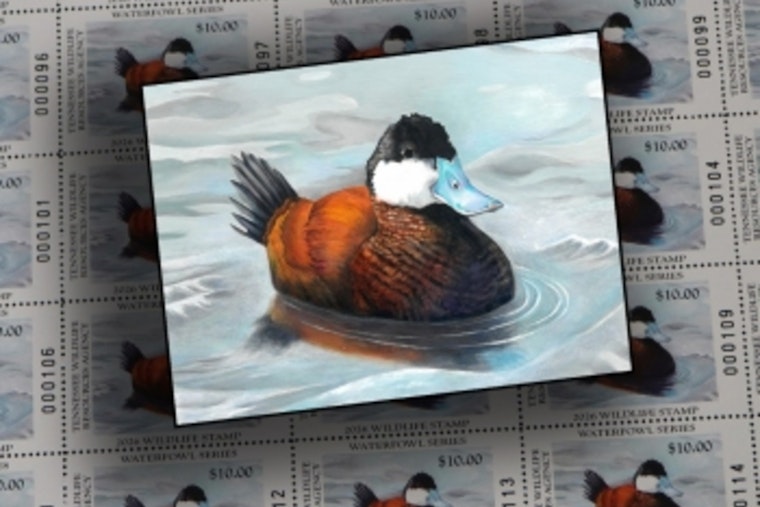 Dover Teen's Winning Duck Art Featured on Tennessee's New Collectible Waterfowl Stamp