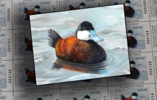 Dover Teen's Winning Duck Art Featured on Tennessee's New Collectible Waterfowl Stamp