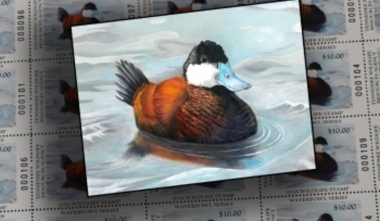 Dover Teen's Winning Duck Art Featured on Tennessee's New Collectible Waterfowl Stamp