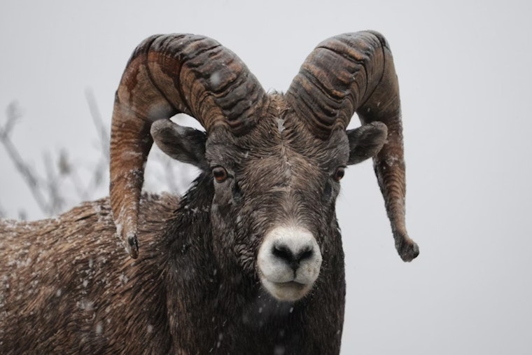 Escaped Goat Startles Man into Car Roof Leap in Detroit's Urban Farming Debacle