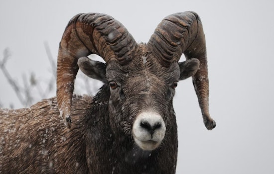 Escaped Goat Startles Man into Car Roof Leap in Detroit's Urban Farming Debacle