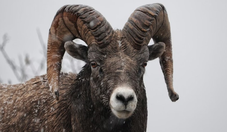 Escaped Goat Startles Man into Car Roof Leap in Detroit's Urban Farming Debacle