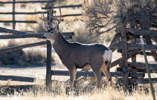 Experience the Majestic Mule Deer Migration at Nash Wash, Utah: A Wildlife Viewing Event Not to Be Missed