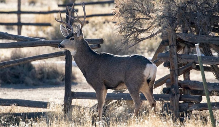 Experience the Majestic Mule Deer Migration at Nash Wash, Utah: A Wildlife Viewing Event Not to Be Missed