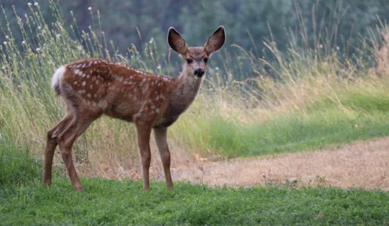 First Case of Chronic Wasting Disease in Wild Deer Detected in Allegan County, Michigan