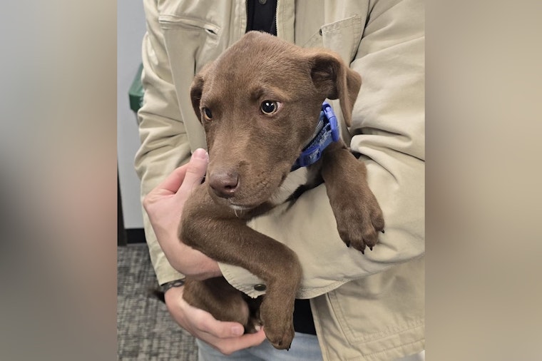 Found Puppy in Hazelwood as Police Seek Owner’s Information to Arrange a Reunion