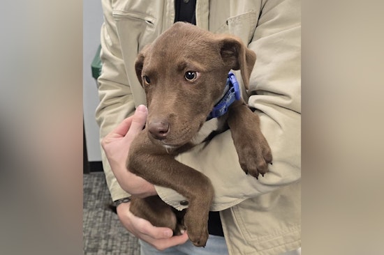 Found Puppy in Hazelwood as Police Seek Owner’s Information to Arrange a Reunion