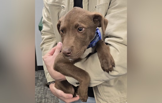 Found Puppy in Hazelwood as Police Seek Owner’s Information to Arrange a Reunion
