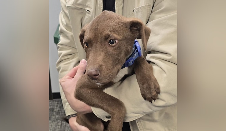 Found Puppy in Hazelwood as Police Seek Owner’s Information to Arrange a Reunion