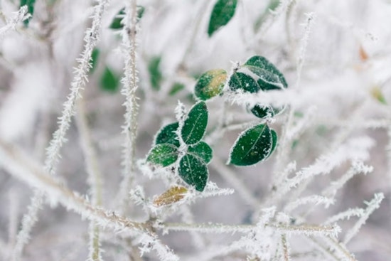 Frost Advisory Issued for Parts of Delaware New Jersey and Pennsylvania as Residents Urged to Protect Sensitive Vegetation
