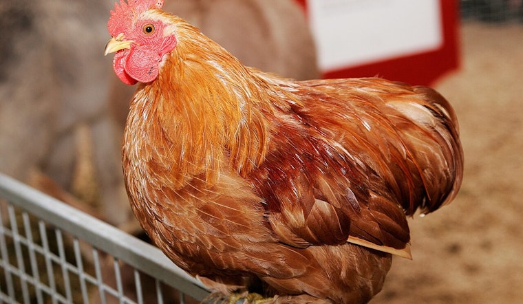 Georgia Department of Agriculture Lifts Bird Flu Control Measures in Gordon County
