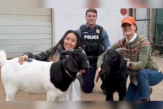 Goats on the Loose in Ellicott City Wrangled by Local Women and Howard County Police
