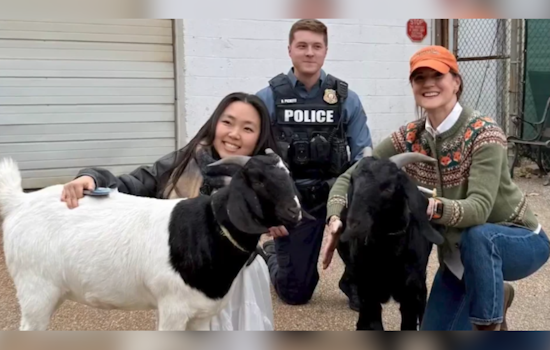 Goats on the Loose in Ellicott City Wrangled by Local Women and Howard County Police