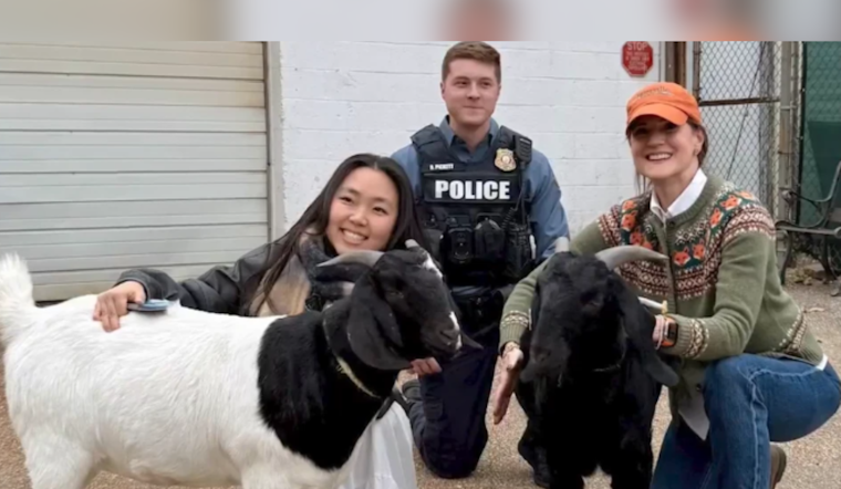 Goats on the Loose in Ellicott City Wrangled by Local Women and Howard County Police