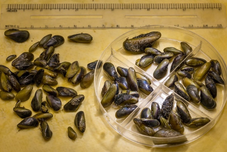 Golden Mussels Choke Stockton Delta And Threaten Farms