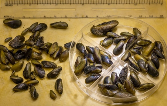 Golden Mussels Choke Stockton Delta And Threaten Farms
