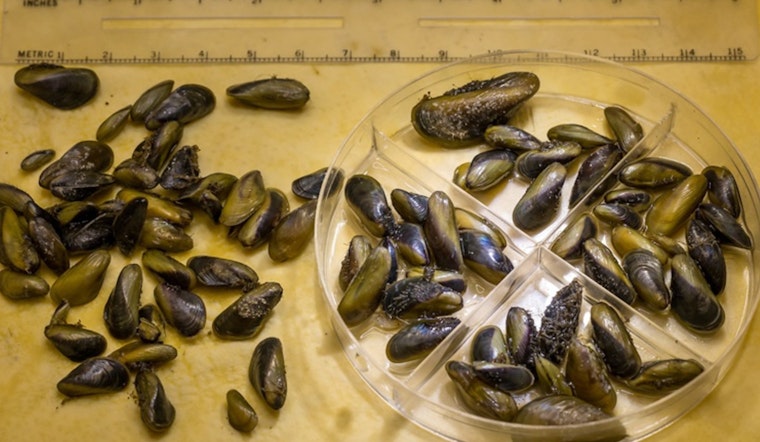 Golden Mussels Choke Stockton Delta And Threaten Farms